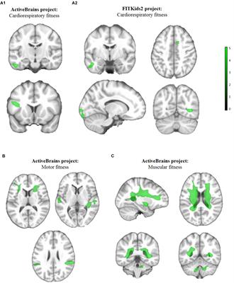 Physical Fitness, White Matter Volume and Academic Performance in Children: Findings From the ActiveBrains and FITKids2 Projects